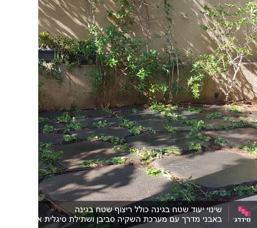 צמחים ירוקים בין אבני ריצוף בגינה קטנה.